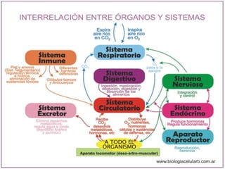 celula efectos, funciones e importancia.