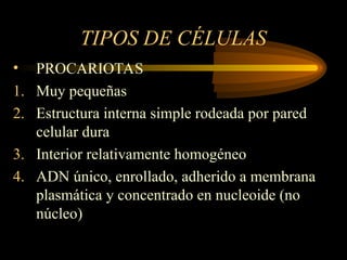 TIPOS DE CÉLULAS
• PROCARIOTAS
1. Muy pequeñas
2. Estructura interna simple rodeada por pared
celular dura
3. Interior relativamente homogéneo
4. ADN único, enrollado, adherido a membrana
plasmática y concentrado en nucleoide (no
núcleo)
 