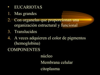 • EUCARIOTAS
1. Mas grandes
2. Con organelas que proporcionan una
organización estructural y funcional
3. Translucidos
4. A veces adquieren el color de pigmentos
(hemoglobina)
COMPONENTES
núcleo
Membrana celular
citoplasma
 