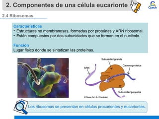 bases de la biologia celular: la celula. | PPT