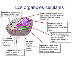 Los orgánulos celulares Núcleo:  contiene la instrucciones para el funcionamiento celular y la herencia en forma de ADN. Mitocondrias:  responsables de la respiración celular, con la que la célula obtiene la energía necesaria. Retículo : red de canales donde se fabrican lípidos y proteínas  que son transportados por toda la célula.. Aparato de Golgi:  red de canales y vesículas que transportan sustancias al exterior de la célula. Vacuolas:  vesículas llenas de sustancias de reserva o desecho. Lisosomas:  vesículas donde se realiza la digestión celular. Ribosomas:  responsables de la fabricación de proteínas Centriolos:  intervienen en la división celular y en el movimiento de la célula. 
