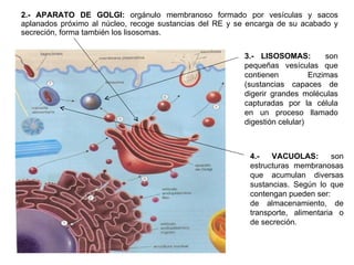 2.- APARATO DE GOLGI:  orgánulo membranoso formado por vesículas y sacos aplanados próximo al núcleo, recoge sustancias del RE y se encarga de su acabado y secreción, forma también los lisosomas. 3.- LISOSOMAS:   son pequeñas vesículas que contienen Enzimas (sustancias capaces de digerir grandes moléculas capturadas por la célula en un proceso llamado digestión celular) 4.- VACUOLAS:  son estructuras membranosas que acumulan diversas sustancias. Según lo que contengan pueden ser:  de almacenamiento, de transporte, alimentaria o de secreción. 
