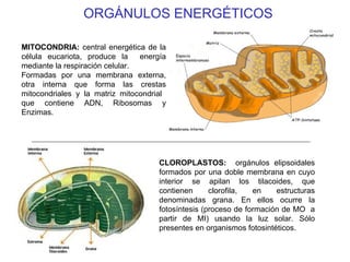 ORGÁNULOS ENERGÉTICOS MITOCONDRIA MM MOO MITOCONDRIA:  central energética de la célula eucariota, produce la  energía mediante la respiración celular.  Formadas por una membrana externa, otra interna que forma las crestas mitocondriales y la matriz mitocondrial  que contiene ADN, Ribosomas y Enzimas.  CLOROPLASTOS:  orgánulos elipsoidales formados por una doble membrana en cuyo interior se apilan los tilacoides, que contienen clorofila, en estructuras denominadas grana. En ellos ocurre la fotosíntesis (proceso de formación de MO  a partir de MI) usando la luz solar. Sólo presentes en organismos fotosintéticos. 