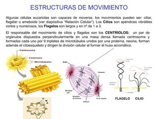 ESTRUCTURAS DE MOVIMIENTO Algunas células eucariotas son capaces de moverse, los movimientos pueden ser: ciliar, flagelar o ameboide (ver diapositiva “Relación Celular”). Los  Cilios  son apéndices vibrátiles cortos y numerosos, los  Flagelos  son largos y en nº de 1 a 3.  FLAGELO  CILIO El responsable del movimiento de cilios y flagelos son los  CENTRIOLOS:   un par de orgánulos dispuestos perpendicularmente en una masa densa llamada centrosoma y formados cada uno por 9 tripletes de microtúbulos unidos por una proteína, nexina, forman además el citoesqueleto y dirigen la división celular al formar el huso acromático. 