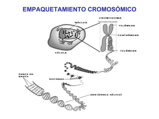 EMPAQUETAMIENTO CROMOSÓMICO 