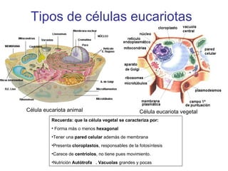 Tipos de células eucariotas Célula eucariota animal Célula eucariota vegetal Recuerda: que la célula vegetal se caracteriza por: Forma más o menos  hexagonal Tener una  pared celular  además de membrana Presenta  cloroplastos , responsables de la fotosíntesis Carece de  centriolos , no tiene pues movimiento. Nutrición  Autótrofa  . Vacuolas  grandes y pocas 