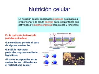 Nutrición celular La nutrición celular engloba los  procesos  destinados a proporcionar a la célula  energía  para realizar todas sus actividades y  materia orgánica  para crecer y renovarse.  En la nutrición heterótrofa (células animales): La membrana permite el paso de algunas sustancias. La célula incorpora partículas mayores mediante fagocitosis. Una vez incorporadas estas sustancias son utilizadas en el metabolismo celular . 