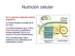 Nutrición celular En la nutrición autótrofa (células vegetales): La célula atrapa la energía de la  luz solar . La célula incorpora  agua ,  CO2  y  sales minerales  y mediante la energía atrapada  fabrica sus propios alimentos  (fotosíntesis). Una vez fabricadas, estas sustancias son utilizadas en el metabolismo celular . 