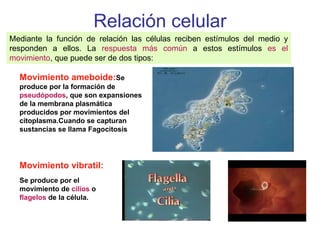 Relación celular Mediante la función de relación las células reciben estímulos del medio y responden a ellos. La  respuesta más común  a estos estímulos  es el movimiento , que puede ser de dos tipos:  Movimiento ameboide: Se produce por la formación de  pseudópodos , que son expansiones de la membrana plasmática producidos por movimientos del citoplasma.Cuando se capturan sustancias se llama Fagocitosis Movimiento vibratil: Se produce por el movimiento de  cilios  o  flagelos  de la célula. 