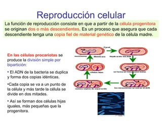 Reproducción celular La función de reproducción consiste en que a partir de la  célula progenitora  se originan  dos o más descendientes . Es un proceso que asegura que cada descendiente tenga una  copia fiel de material genético  de la célula madre.  En las células procariotas  se produce la  división simple por bipartición:   El ADN de la bacteria se duplica y forma dos copias idénticas.  Cada copia se va a un punto de la célula y más tarde la célula se divide en dos mitades. Así se forman dos células hijas iguales, más pequeñas que la progenitora.   