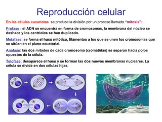 Reproducción celular En las células eucariotas  se produce la división por un proceso llamado  “mitosis”: Profase  :   el ADN se encuentra en forma de cromosomas, la membrana del núcleo se deshace y los centriolos se han duplicado. Metafase :  se forma el huso mitótico, filamentos a los que se unen los cromosomas que se sitúan en el plano ecuatorial. Anafase :  las dos mitades de cada cromosoma (cromátidas) se separan hacia polos opuestos de la célula. Telofase :  desaparece el huso y se forman las dos nuevas membranas nucleares. La célula se divide en dos células hijas. 