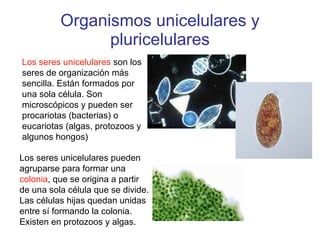 Organismos unicelulares y pluricelulares Los seres unicelulares  son los seres de organización más sencilla. Están formados por una sola célula. Son microscópicos y pueden ser procariotas (bacterias) o eucariotas (algas, protozoos y algunos hongos)  Los seres unicelulares pueden agruparse para formar una  colonia , que se origina a partir de una sola célula que se divide. Las células hijas quedan unidas entre sí formando la colonia. Existen en protozoos y algas. 