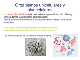 Organismos unicelulares y pluricelulares Los seres pluricelulares   están formados por gran número de células y tienen además las siguientes características: Existe diferenciación celular. Cada forma celular realiza una función específica. Las células no pueden separarse del organismo y vivir independientemente. Necesitan de las otras para vivir. Se forman a partir de una célula madre o cigoto.   