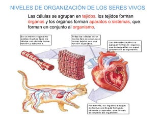 Las células se agrupan en  tejidos , los tejidos forman  órganos  y los órganos forman  aparatos o sistemas,  que forman en conjunto al  organismo . NIVELES DE ORGANIZACIÓN DE LOS SERES VIVOS 