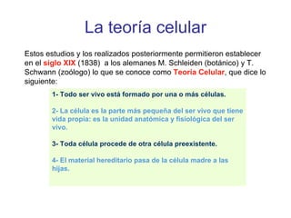 La teoría celular Estos estudios y los realizados posteriormente permitieron establecer en el  siglo XIX  (1838)  a los alemanes M. Schleiden (botánico) y T. Schwann (zoólogo) lo que se conoce como  Teoría Celular , que dice lo siguiente: 1- Todo ser vivo está formado por una o más células. 2- La célula es la parte más pequeña del ser vivo que tiene vida propia: es la unidad anatómica y fisiológica del ser vivo. 3- Toda célula procede de otra célula preexistente. 4- El material hereditario pasa de la célula madre a las hijas.   
