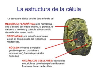La estructura de la célula MEMBRANA PLASMÁTICA:  una membrana que la separa del medio externo, la protege, le da forma a la célula y controla el intercambio de sustancias con el medio.  La estructura básica de una célula consta de: CITOPLASMA:  una solución acuosa en la que se llevan a cabo las reacciones metabólicas.  NÚCLEO:  contiene el   material genético (genes, cromatina o cromosomas), formado por ácidos nucleicos.  ORGÁNULOS CELULARES:  estructuras subcelulares que desempeñan diferentes funciones dentro de la célula.  