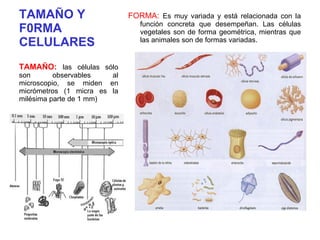 TAMAÑO Y F0RMA CELULARES FORMA:  Es muy variada y está relacionada con la función concreta que desempeñan. Las células vegetales son de forma geométrica, mientras que las animales son de formas variadas. TAMAÑO:  las células sólo son observables al microscopio, se miden en micrómetros (1 micra es la milésima parte de 1 mm) 