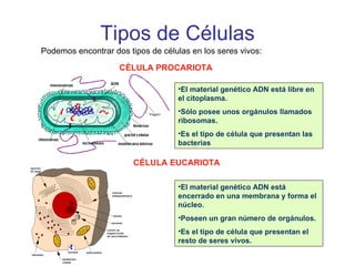 Tipos de Células Podemos encontrar dos tipos de células en los seres vivos: CÉLULA PROCARIOTA El material genético ADN está libre en el citoplasma. Sólo posee unos orgánulos llamados ribosomas. Es el tipo de célula que presentan las bacterias CÉLULA EUCARIOTA El material genético ADN está encerrado en una membrana y forma el núcleo. Poseen un gran número de orgánulos. Es el tipo de célula que presentan el resto de seres vivos. 