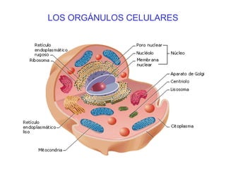 LOS ORGÁNULOS CELULARES 