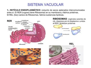 SISTEMA VACUOLAR 1.- RETÍCULO ENDOPLASMÁTICO:  conjunto de sacos aplanados intercomunicados entre sí. El RER (rugoso) tiene Ribosomas en su membrana y fabrica proteínas.  El REL (liso) carece de Ribosomas, fabrica sustancias lipídicas. RIBOSOMAS :  orgánulos carentes de mb, dispersos por el citoplasma o unidos al RER. Sintetizan proteínas RER REL 