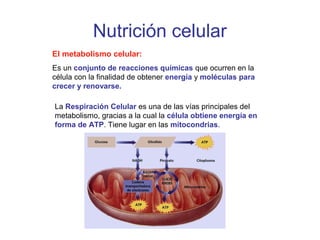 Nutrición celular
El metabolismo celular:
Es un conjunto de reacciones químicas que ocurren en la
célula con la finalidad de obtener energía y moléculas para
crecer y renovarse.
La Respiración Celular es una de las vías principales del
metabolismo, gracias a la cual la célula obtiene energía en
forma de ATP. Tiene lugar en las mitocondrias.
 