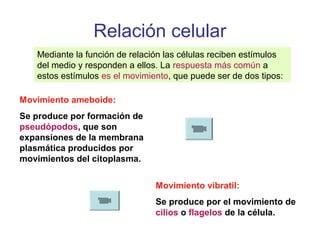 Relación celular
Mediante la función de relación las células reciben estímulos
del medio y responden a ellos. La respuesta más común a
estos estímulos es el movimiento, que puede ser de dos tipos:
Movimiento ameboide:
Se produce por formación de
pseudópodos, que son
expansiones de la membrana
plasmática producidos por
movimientos del citoplasma.
Movimiento vibratil:
Se produce por el movimiento de
cilios o flagelos de la célula.
 