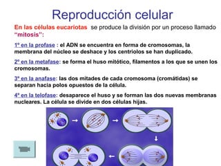 Reproducción celular
En las células eucariotas se produce la división por un proceso llamado
“mitosis”:
1º en la profase : el ADN se encuentra en forma de cromosomas, la
membrana del núcleo se deshace y los centriolos se han duplicado.
2º en la metafase: se forma el huso mitótico, filamentos a los que se unen los
cromosomas.
3º en la anafase: las dos mitades de cada cromosoma (cromátidas) se
separan hacia polos opuestos de la célula.
4º en la telofase: desaparece el huso y se forman las dos nuevas membranas
nucleares. La célula se divide en dos células hijas.
 
