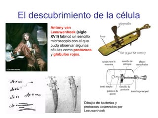 El descubrimiento de la célula
Antony van
Leeuwenhoek (siglo
XVII) fabricó un sencillo
microscopio con el que
pudo observar algunas
células como protozoos
y glóbulos rojos.
Dibujos de bacterias y
protozoos observados por
Leeuwenhoek
 