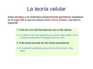 La teoría celular
Estos estudios y los realizados posteriormente permitieron establecer
en el siglo XIX lo que se conoce como Teoría Celular, que dice lo
siguiente:
1- Todo ser vivo está formado por una o más células.
2- La célula es lo más pequeño que tiene vida propia: es la
unidad anatómica y fisiológica del ser vivo.
3- Toda célula procede de otra célula preexistente.
4- El material hereditario pasa de la célula madre a las
hijas.
 