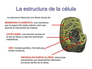 La estructura de la célula
MEMBRANA PLASMÁTICA: una membrana
que la separa del medio externo, pero que
permite el intercambio de materia.
La estructura básica de una célula consta de:
CITOPLASMA: una solución acuosa en
el que se llevan a cabo las reacciones
metabólicas.
ADN: material genético, formado por
ácidos nucleicos.
ORGÁNULOS SUBCELULARES: estructuras
subcelulares que desempeñan diferentes
funciones dentro de la célula.
 