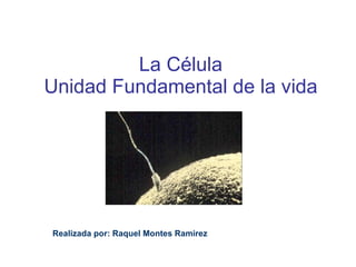 La Célula Unidad Fundamental de la vida Realizada por: Raquel Montes Ramirez 
