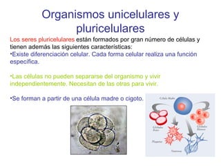 Organismos unicelulares y
pluricelulares
Los seres pluricelulares están formados por gran número de células y
tienen además las siguientes características:
•Existe diferenciación celular. Cada forma celular realiza una función
específica.
•Las células no pueden separarse del organismo y vivir
independientemente. Necesitan de las otras para vivir.
•Se forman a partir de una célula madre o cigoto.
 