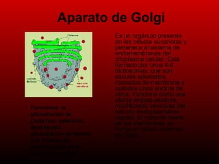 Aparato de Golgi Es un orgánulo presente en las células eucariotas y pertenece al sistema de endomembranas del citoplasma celular. Está formado por unos 4-8 dictiosomas, que son sáculos aplanados rodeados de membrana y apilados unos encima de otros. Funciona como una planta empaquetadora, modificando vesículas del retículo endoplasmático rugoso. El material nuevo de las membranas se forma en varias cisternas de Golgi.  Funciones: la glicosilación de proteínas, selección, destinación, glicosilación de lípidos y la síntesis de polisacáridos de la matriz extracelular  