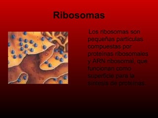 Ribosomas Los ribosomas son pequeñas partículas compuestas por proteínas ribosomales y ARN ribosomal, que funcionan como superficie para la síntesis de proteínas.  
