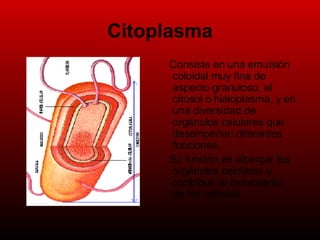 Citoplasma Consiste en una emulsión coloidal muy fina de aspecto granuloso, el citosol o hialoplasma, y en una diversidad de orgánulos celulares que desempeñan diferentes funciones. Su función es albergar los orgánulos celulares y contribuir al movimiento de los mismos.  