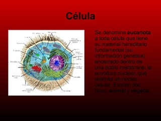 Célula Se denomina  eucariota  a toda célula que tiene su material hereditario fundamental (su información genética) encerrado dentro de una doble membrana, la envoltura nuclear, que delimita un núcleo celular. Existen dos tipos:  animal  y  vegetal . 