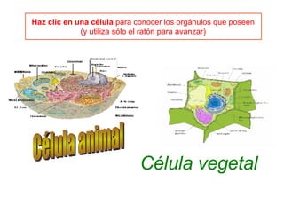 Haz clic en una célula  para conocer los orgánulos que poseen (y utiliza sólo el ratón para avanzar) Célula animal Célula vegetal 