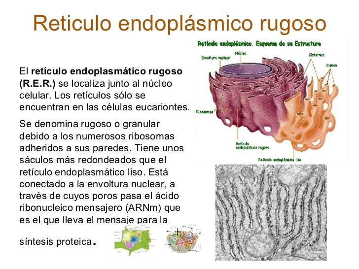 Para Que Sirve El Reticulo Endoplasmatico Rugoso