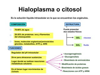 Celula Hialoplasma O Citosol