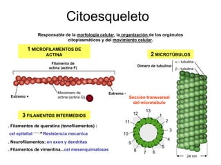 Celula Hialoplasma O Citosol