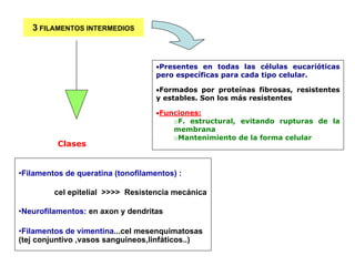 Celula Hialoplasma O Citosol
