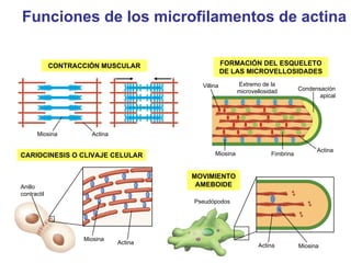Celula Hialoplasma O Citosol