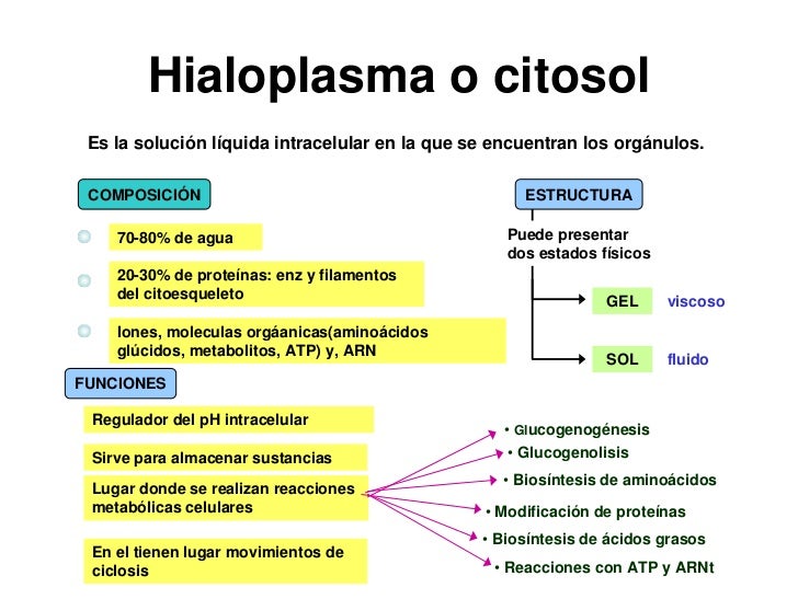 Celula Hialoplasma O Citosol Celula Hialoplasma O Citosol