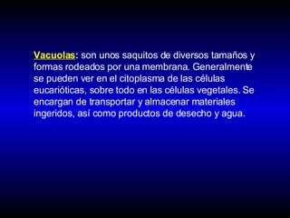 Vacuolas :  son unos saquitos de diversos tamaños y formas rodeados por una membrana. Generalmente se pueden ver en el citoplasma de las células eucarióticas, sobre todo en las células vegetales. Se encargan de transportar y almacenar materiales ingeridos, así como productos de desecho y agua. 
