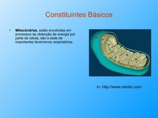 Constituintes Básicos Mitocôndrias , estão envolvidas em processos de obtenção de energia por parte da célula, são a sede de importantes fenómenos respiratórios. in :  http://www.cientic.com / 