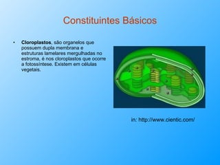 Constituintes Básicos Cloroplastos , são organelos que possuem dupla membrana e estruturas lamelares mergulhadas no estroma, é nos cloroplastos que ocorre a fotossíntese. Existem em células vegetais. in :  http://www.cientic.com/ 