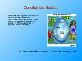 Constituintes Básicos Vacúolos , são organelos de tamanho variável, rodeados por uma membrana, podem armazenar gases, pigmentos, açúcares, proteínas ou outras substâncias, participa no equilíbrio hídrico da célula. http://www.molecularexpressions.com/cells/plants/vacuole.html 