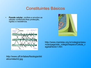 Constituintes Básicos Parede celular , confere e envolve as células conferindo-lhes protecção, rigidez e resistência. http://www.maristas.org.br/colegios/assuncao/pags/site_colegio/espaco/Celula_vegetal/texto1.htm   http://www.uff.br/labes/fisiologia/didatico/relach2.jpg 