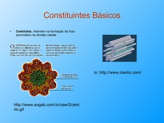 Constituintes Básicos Centríolos , intervêm na formação do fuso acromático na divisão celular  in :  http://www.cientic.com/ http://www.sogab.com.br/user2/centrio.gif 