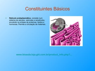 Constituintes Básicos Retículo endoplasmático , consiste num sistema de sáculos, vesículas e canalículos, envolvido na síntese de proteínas, lípidos e hormonas. Permite a circulação de materiais. www.bioaula.loja.ghi.com.br / product_info.php ?...   